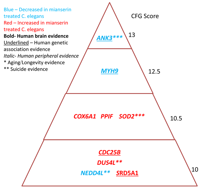 Longevity Pyramid